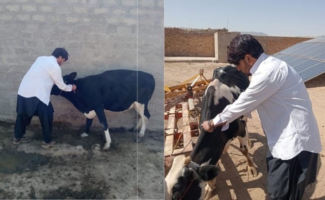 Vaccination drive against lumpy skin disease in Sanjawi, 300 animals vaccinated