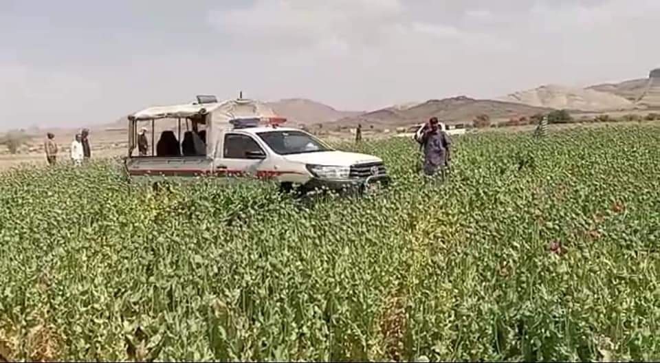 Another 195 acres cleared of cannabis in Gulistan, Qila Abdullah